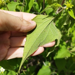 Montanoa