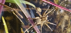 Pardosa amentata
