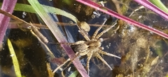 Pardosa amentata