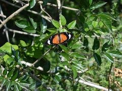 Papilio dardanus cenea