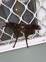 Coscinocera hercules