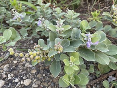 Vitex rotundifolia