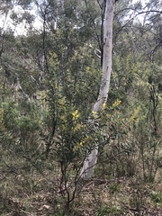 Acacia rubida
