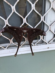 Coscinocera hercules