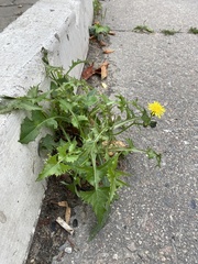 Sonchus oleraceus