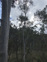 Eucalyptus mannifera