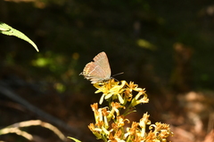Satyrium spini