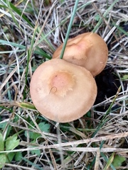 Marasmius oreades