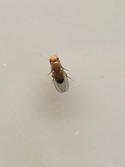 Drosophila melanogaster