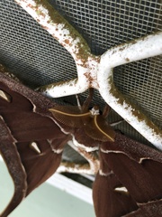 Coscinocera hercules