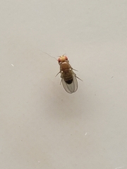 Drosophila melanogaster