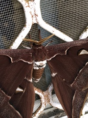 Coscinocera hercules