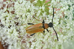Stictoleptura rubra