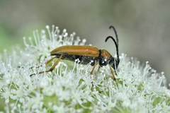 Stictoleptura rubra
