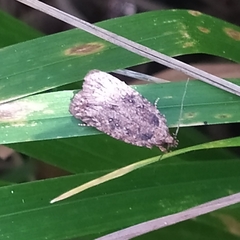 Agonopterix