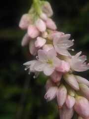 Persicaria pensylvanica