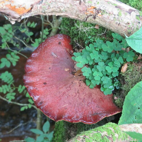 Fistulina hepatica — (c) R Clarke, some rights reserved (CC BY)