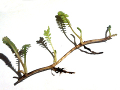 Leptinella squalida squalida