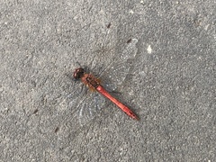 Sympetrum sanguineum