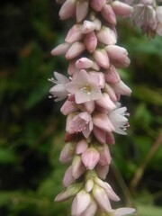 Persicaria pensylvanica