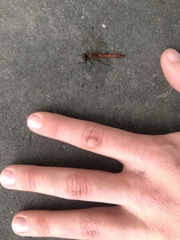 Sympetrum sanguineum