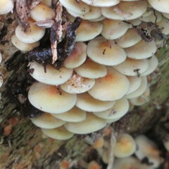 Hypholoma