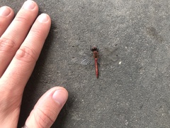 Sympetrum sanguineum