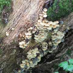 Hypholoma