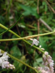 Persicaria pensylvanica