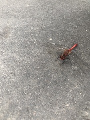 Sympetrum sanguineum