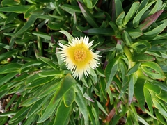 Carpobrotus edulis