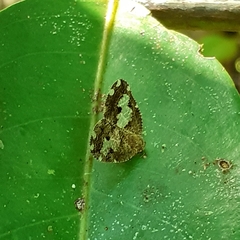 Ricanoptera fenestrata
