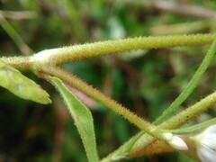 Persicaria pensylvanica