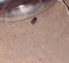 Attagenus fasciatus