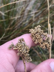 Juncus australis