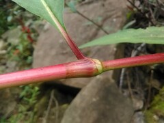 Persicaria pensylvanica