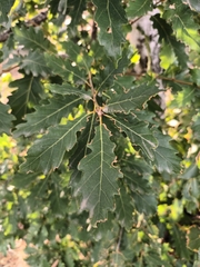Quercus petraea
