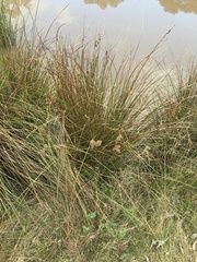 Juncus australis