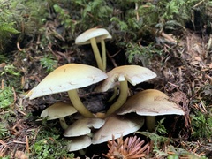 Hypholoma