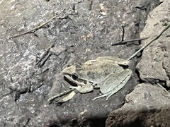 Litoria latopalmata