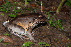 Leptodactylus savagei