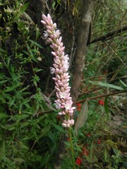 Persicaria pensylvanica