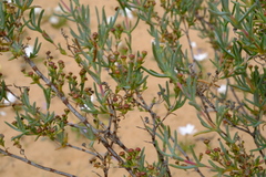 Ruschia subpaniculata