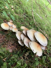 Hypholoma