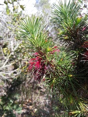 Melaleuca peucophylla