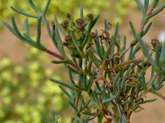 Ruschia subpaniculata