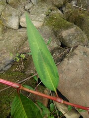 Persicaria pensylvanica