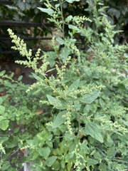 Chenopodium