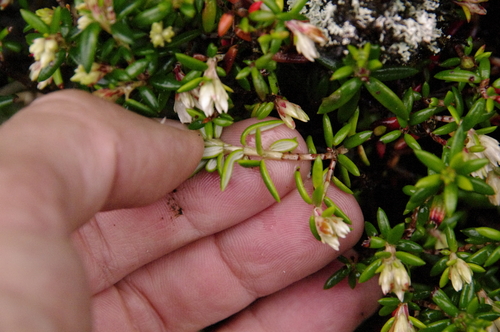 Image of Erica petiolaris by (c) Eric Knight, some rights reserved (CC BY)