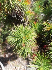Melaleuca peucophylla